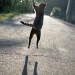 Cat jumping